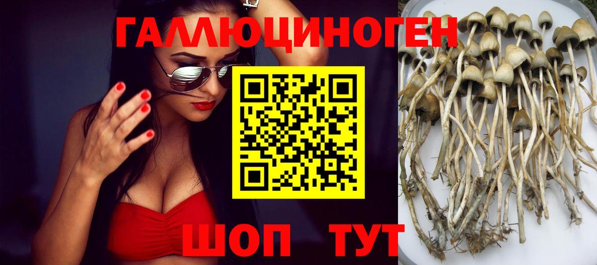 Псилоцибиновые грибы Psilocybine cubensis Иваново
